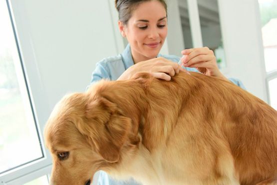Clínica Veterinaria Es Secar perro tratamiento preventivo